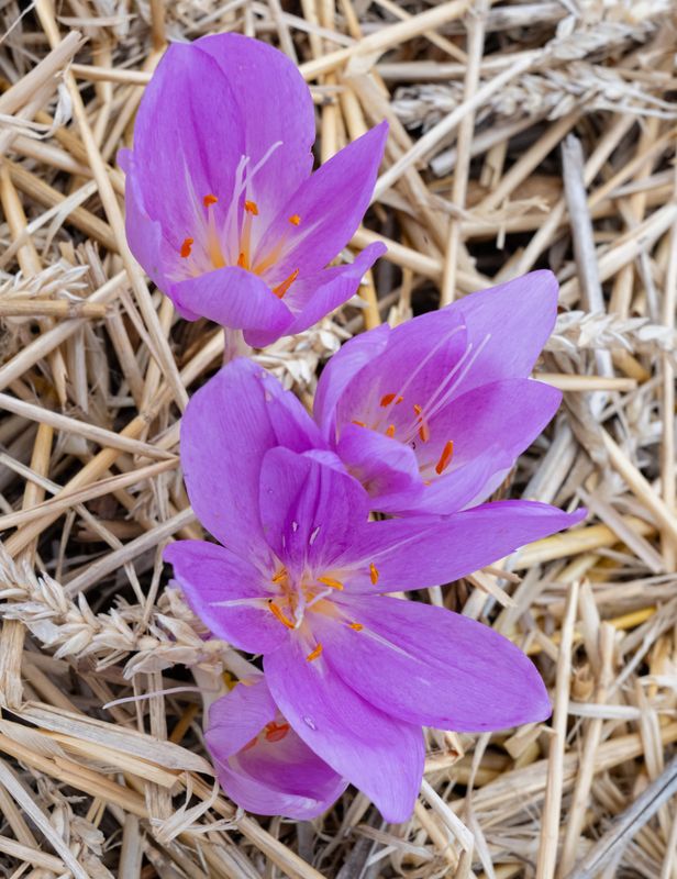 Colchicum Jaroslavna