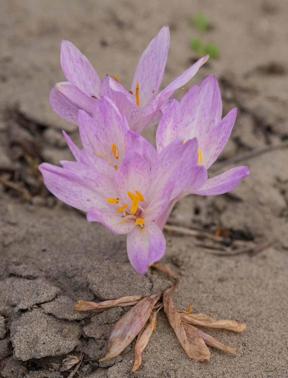 Colchicum Davisii