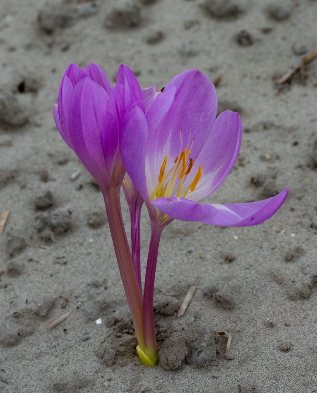 Colchicum Faberge's Silver