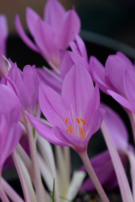 Colchicum Poseidon