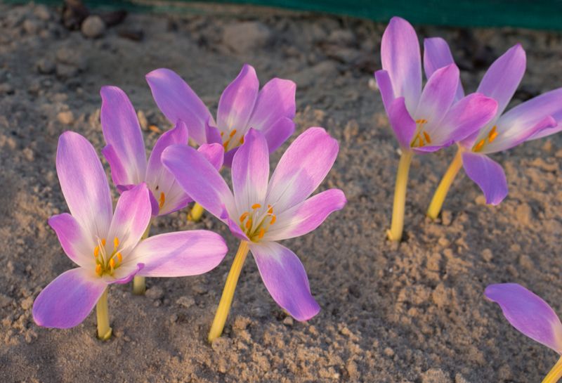 Colchicum Blom 803-4