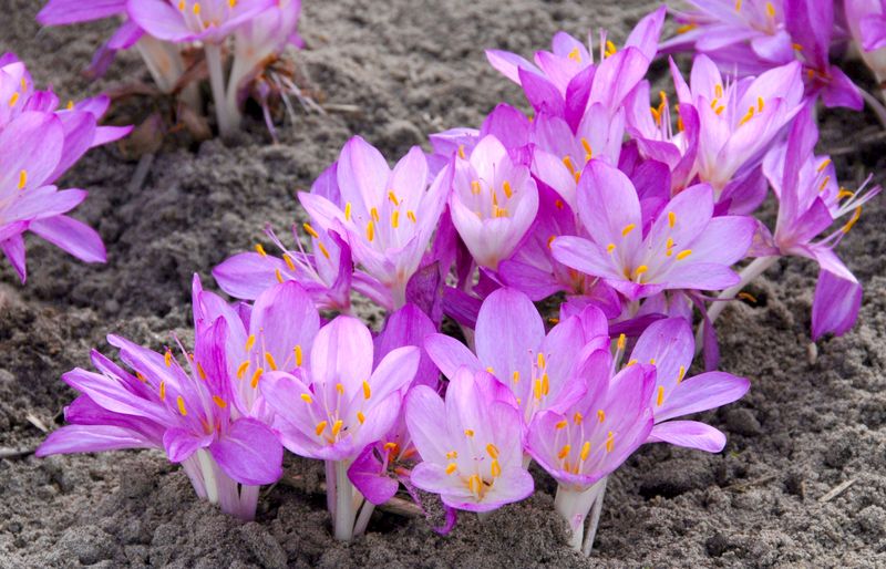 Colchicum Cilicicum Purpureum
