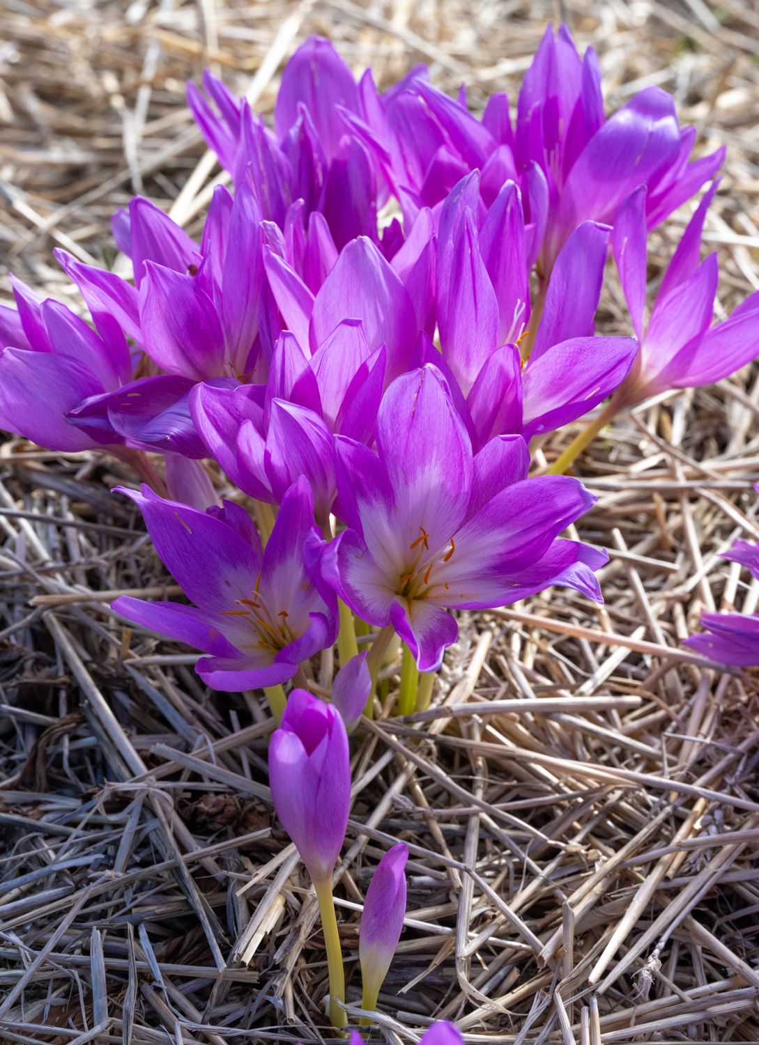 Colchicum JP 2