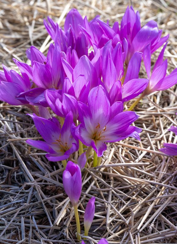 Colchicum JP 2