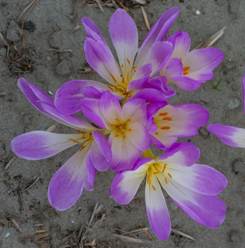 Colchicum Gracia