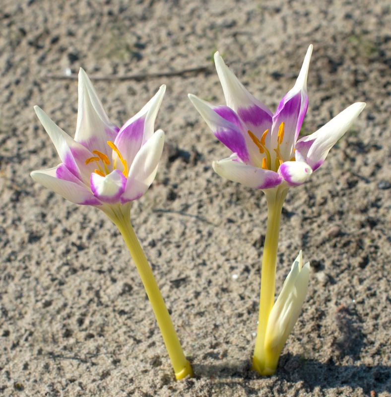 Colchicum Harlekijn