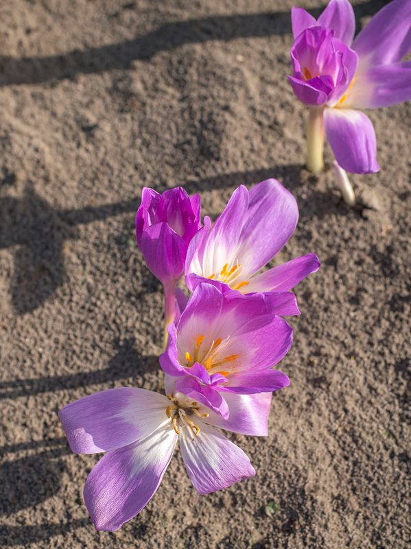 Colchicum Blom 803-1