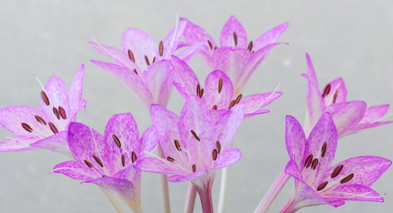 Colchicum Macrophyllum