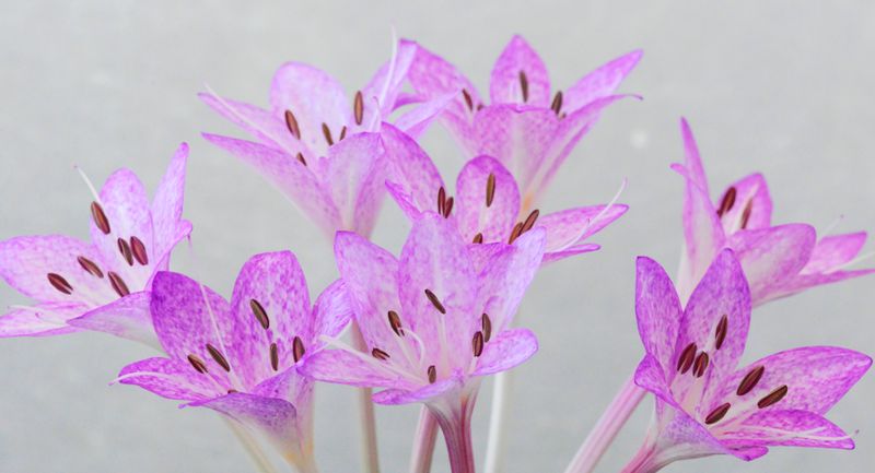 Colchicum Macrophyllum