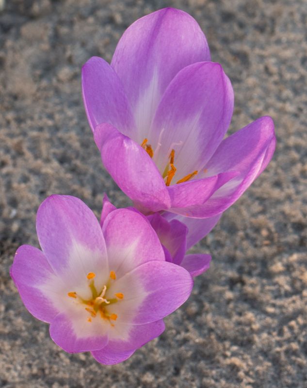 Colchicum Klondike
