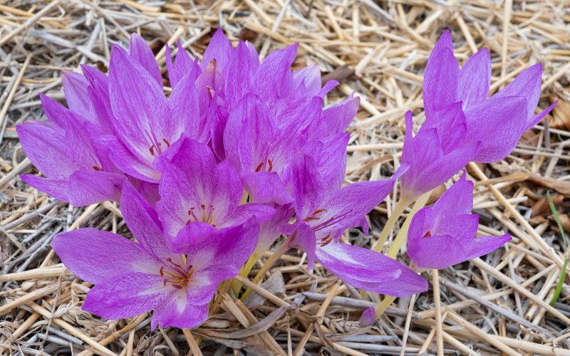Colchicum Princess Astrid