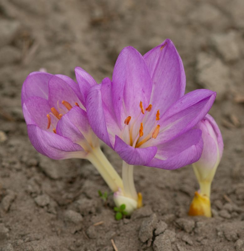 Colchicum Herbstkugel
