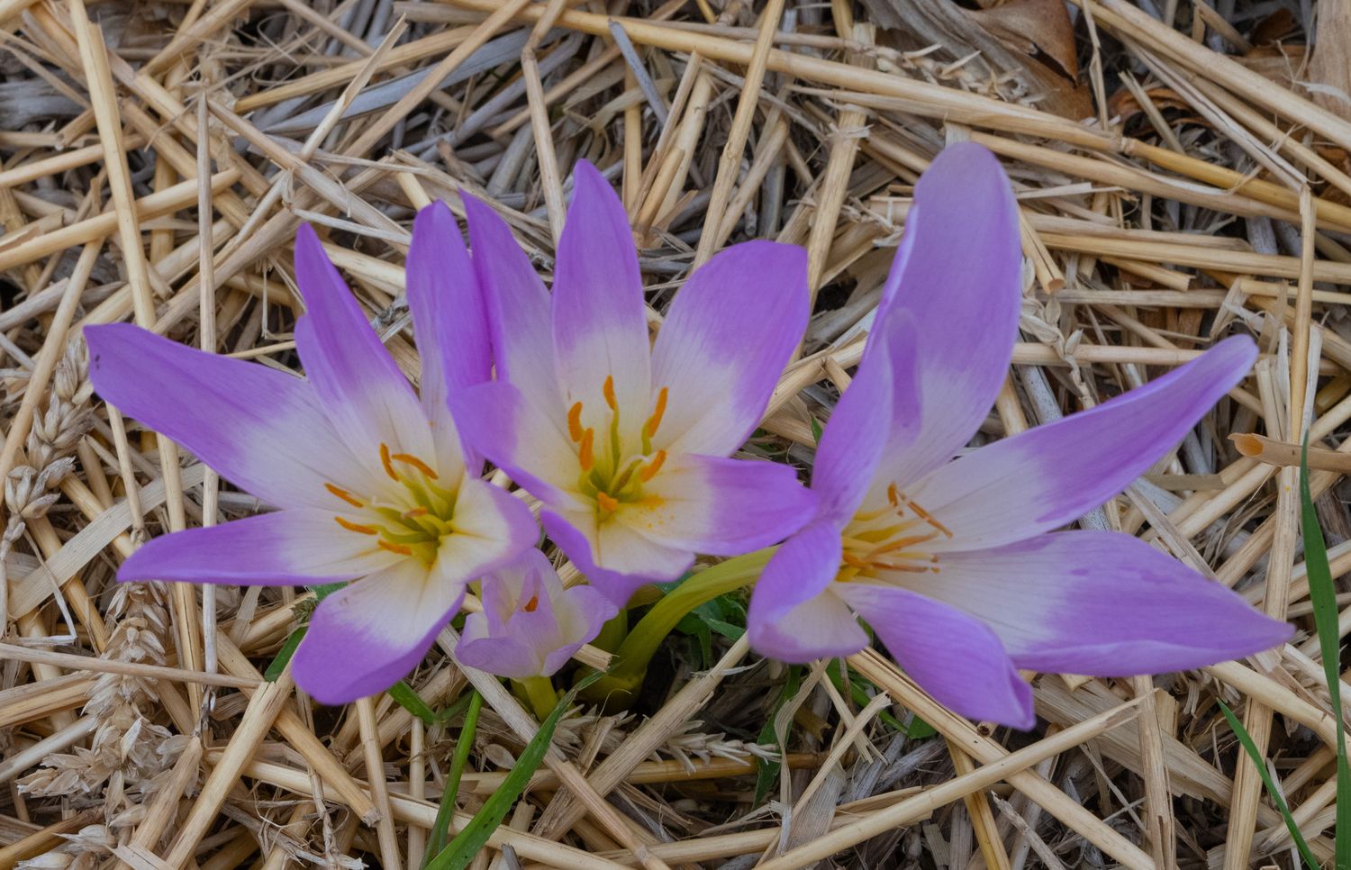 Colchicum Neopolitanum