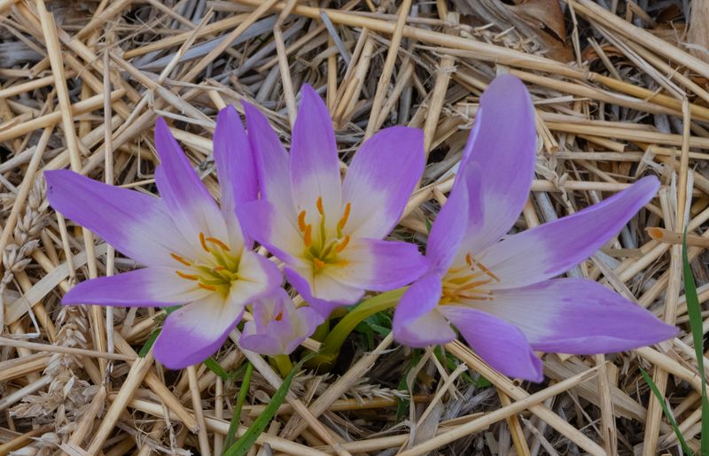 Colchicum Neopolitanum