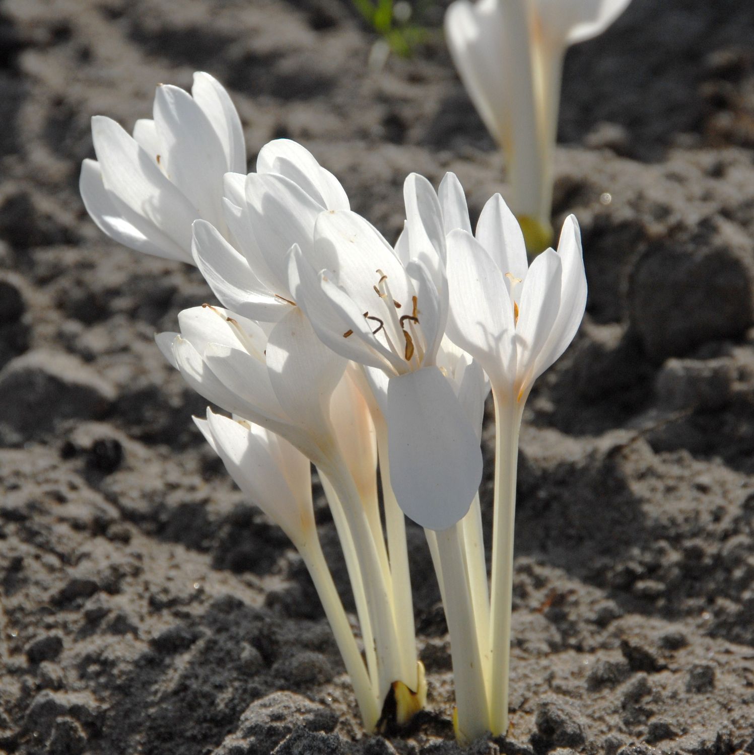 Colchicum Autumnale Album