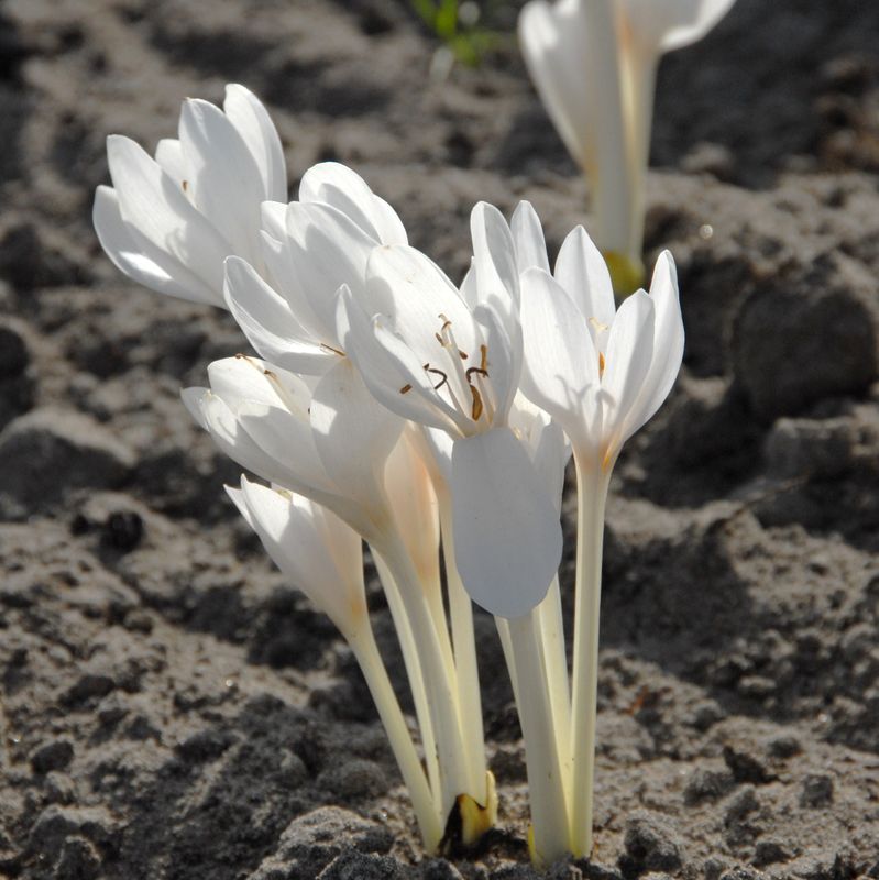 Colchicum Autumnale Album