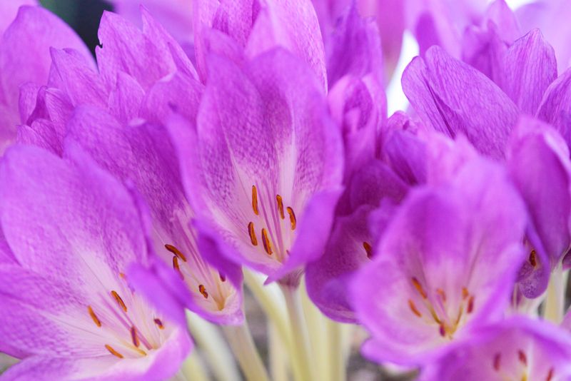 Colchicum Disraeli