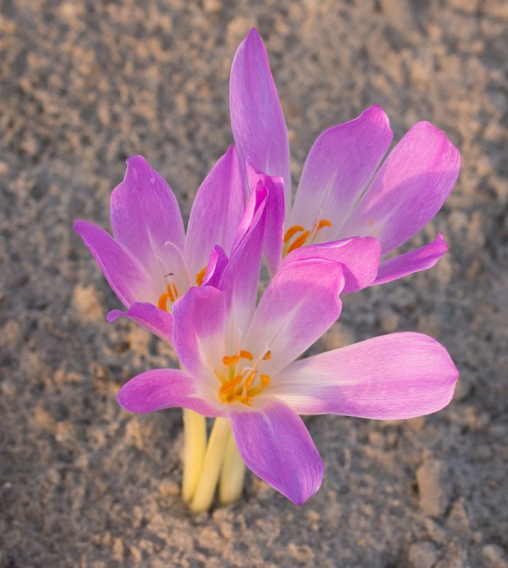 Colchicum Blom 403-2