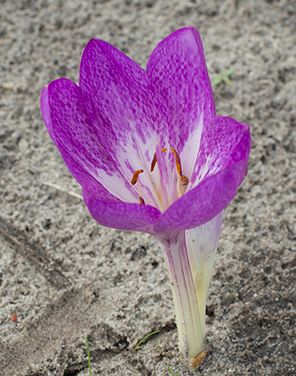 Colchicum Conquest