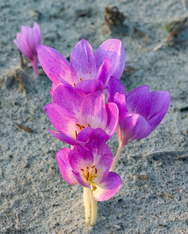 Colchicum Pink Goblet