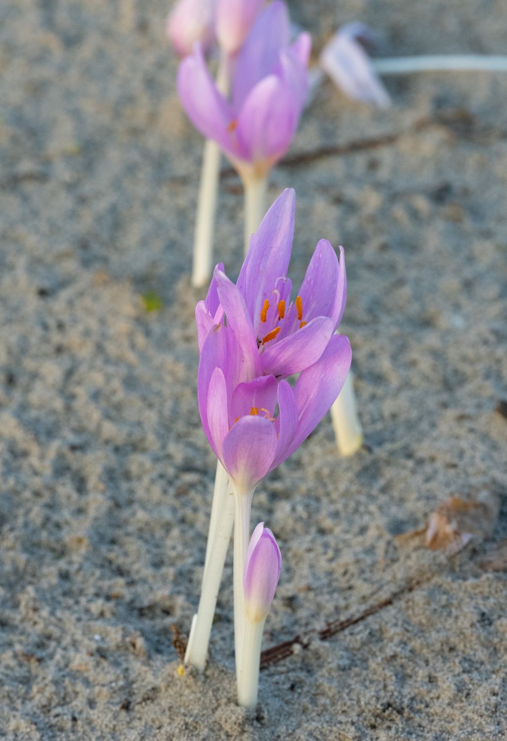 Colchicum Autumnale Hidegkut Hegy