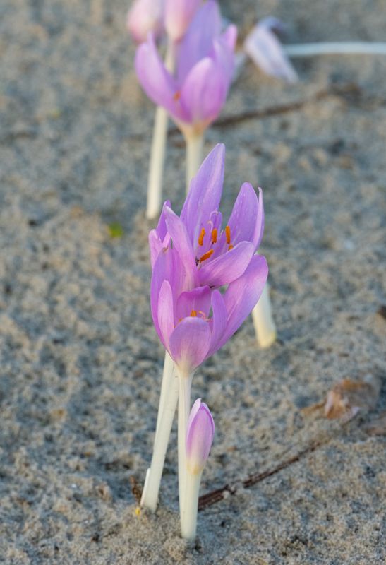 Colchicum Autumnale Hidegkut Hegy