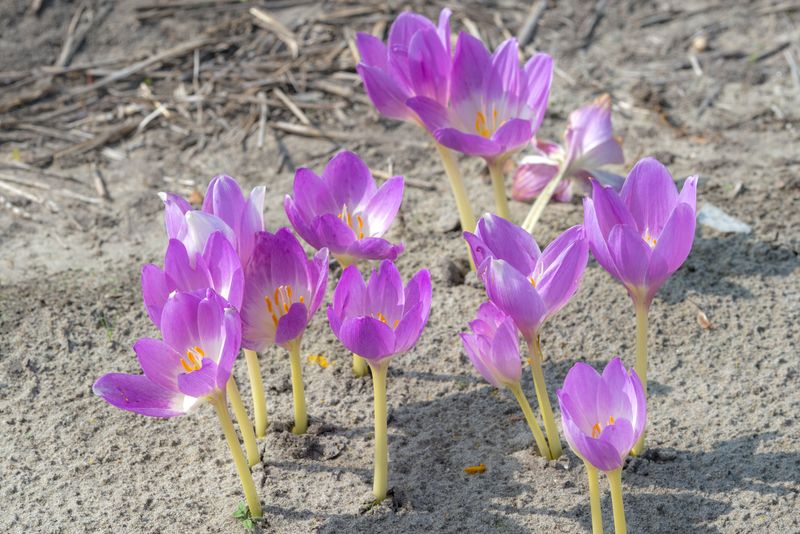 Colchicum Bornmulleri