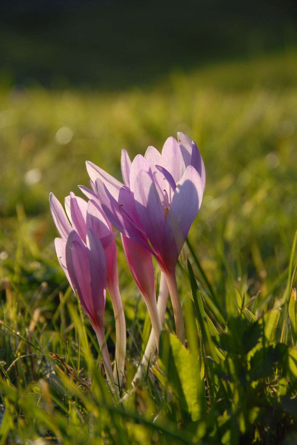 Colchicum Autumnale