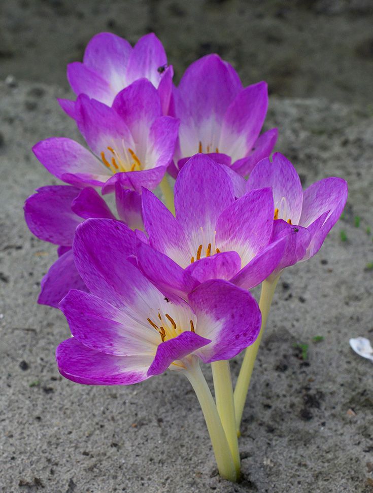 Colchicum Oktoberfest
