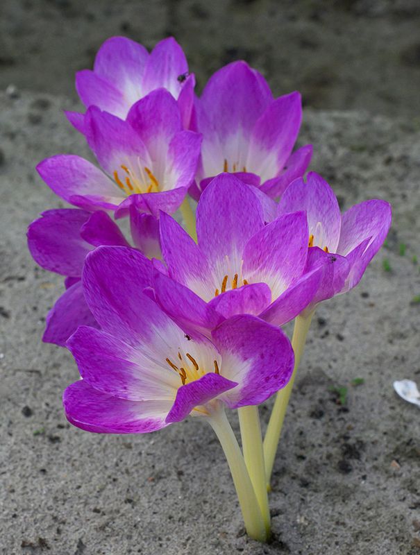 Colchicum Oktoberfest