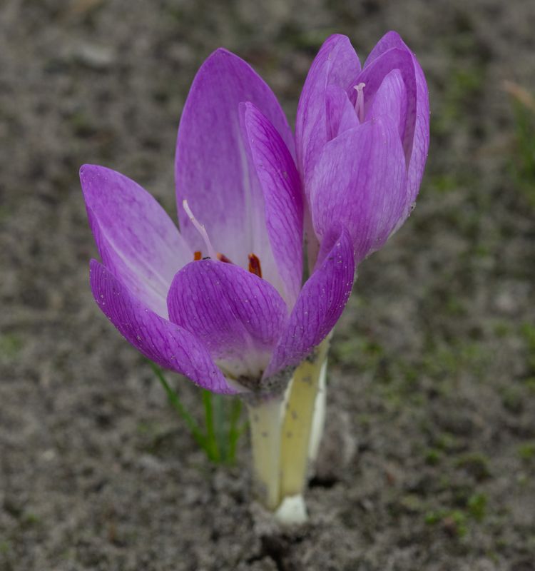 Colchicum Bivonae
