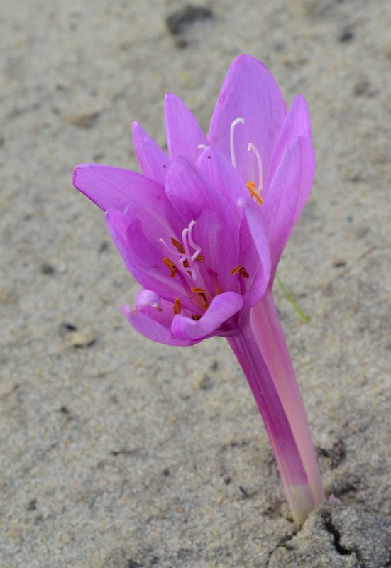 Colchicum Nancy Lindsay