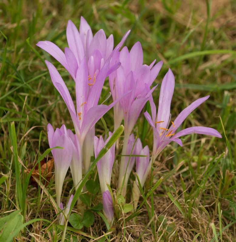 Colchicum Autumnale Minor