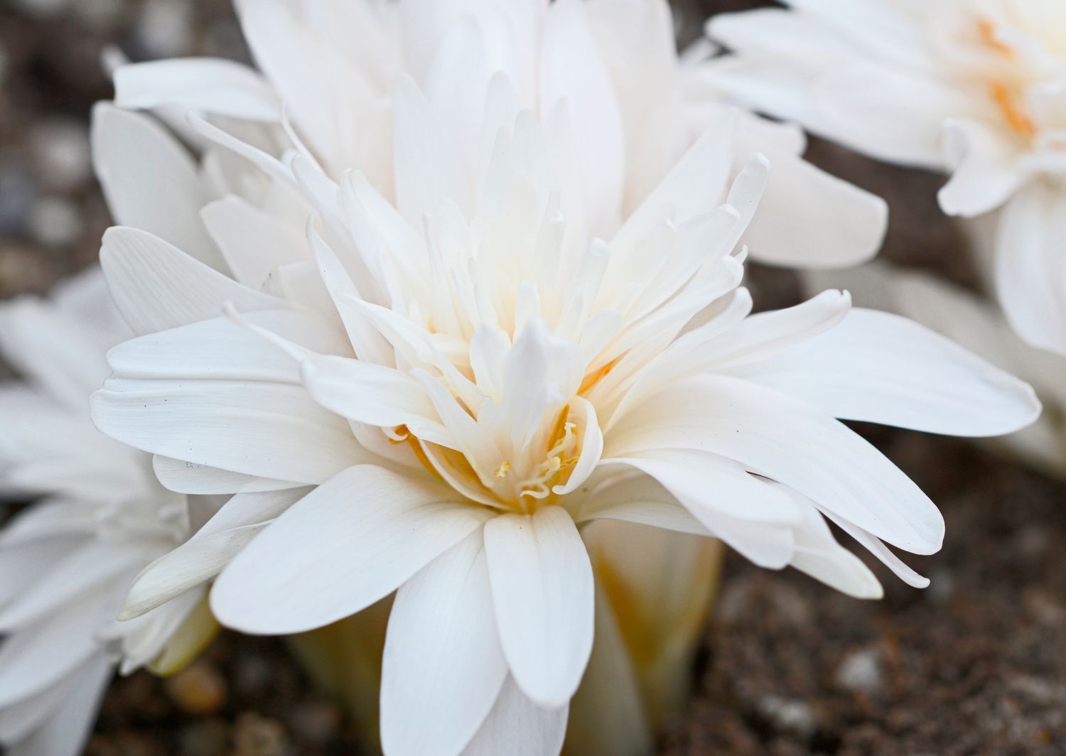 Colchicum Autumnale Alboplenum