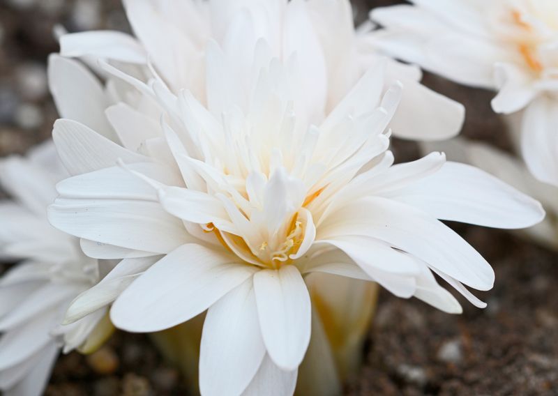 Colchicum Autumnale Alboplenum