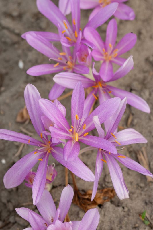 Colchicum Laetum (wild form)