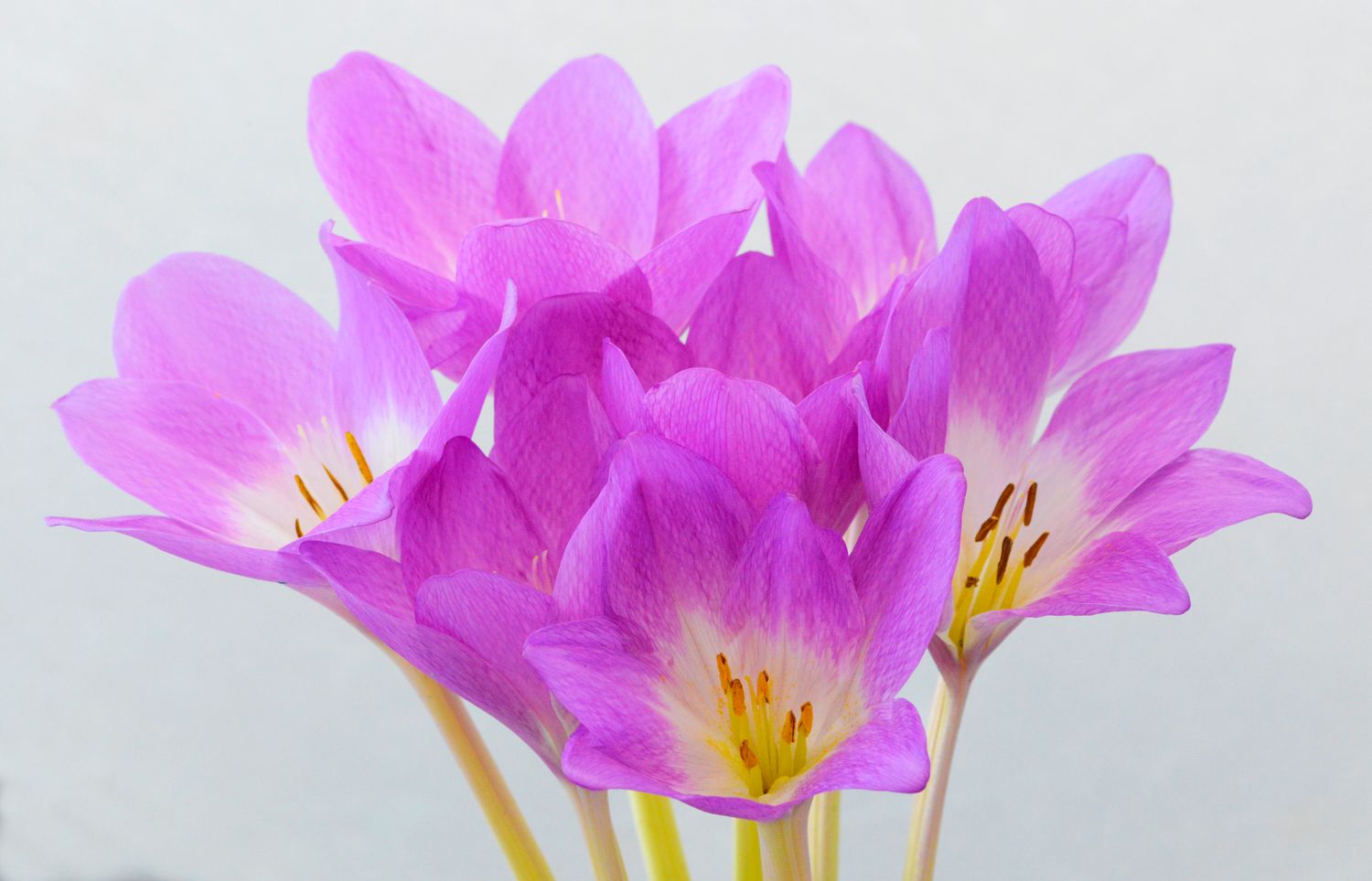 Colchicum Rosy Dawn