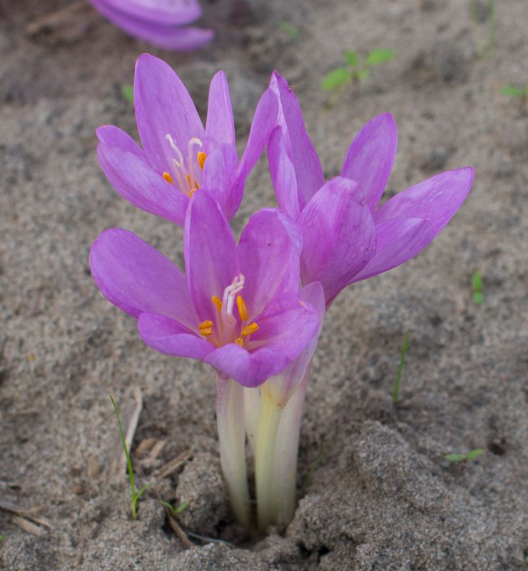 Colchicum Autumnale Atropurpureum