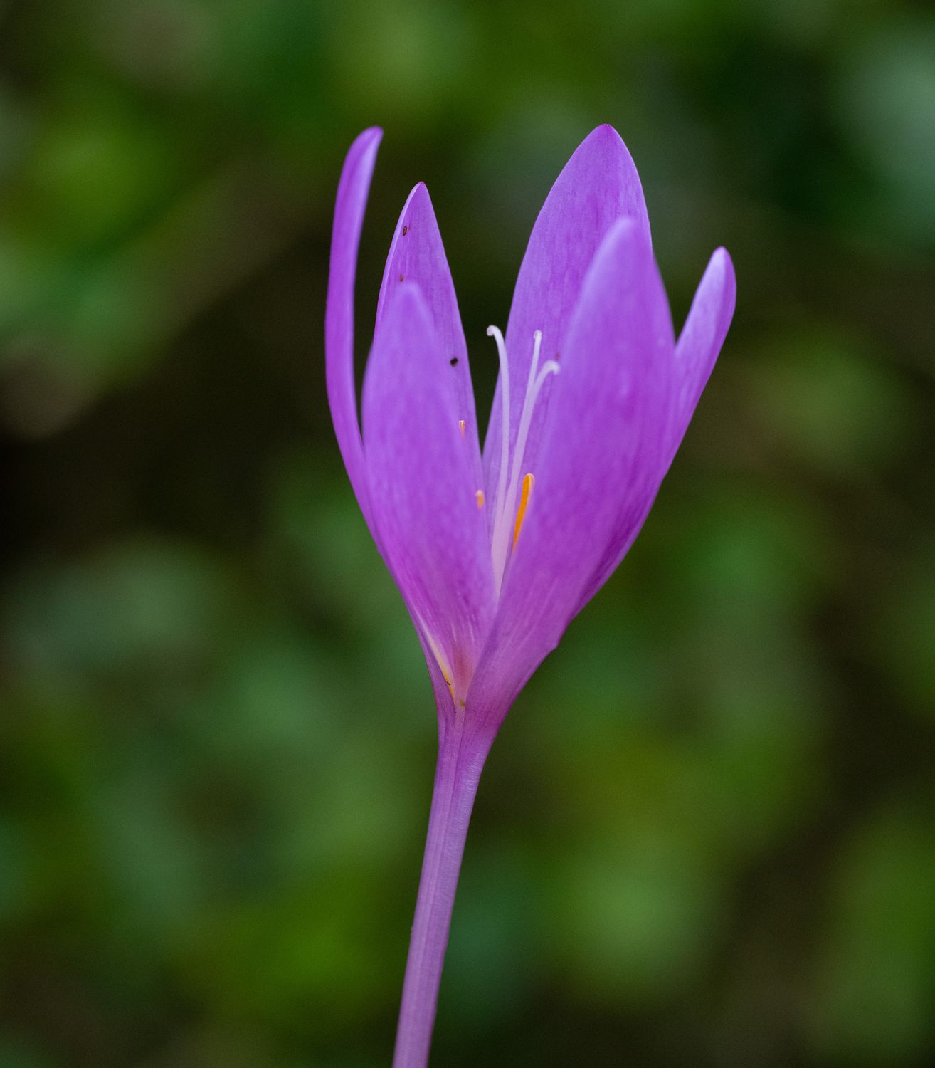 Colchicum Guadaramense