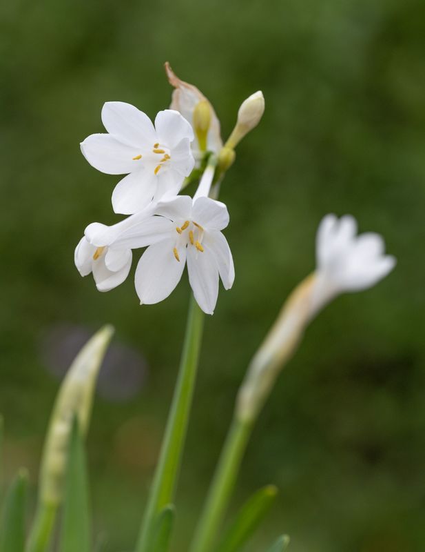 Narcissus broussonetii