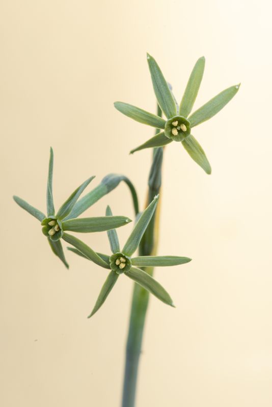 Narcissus viridiflorus