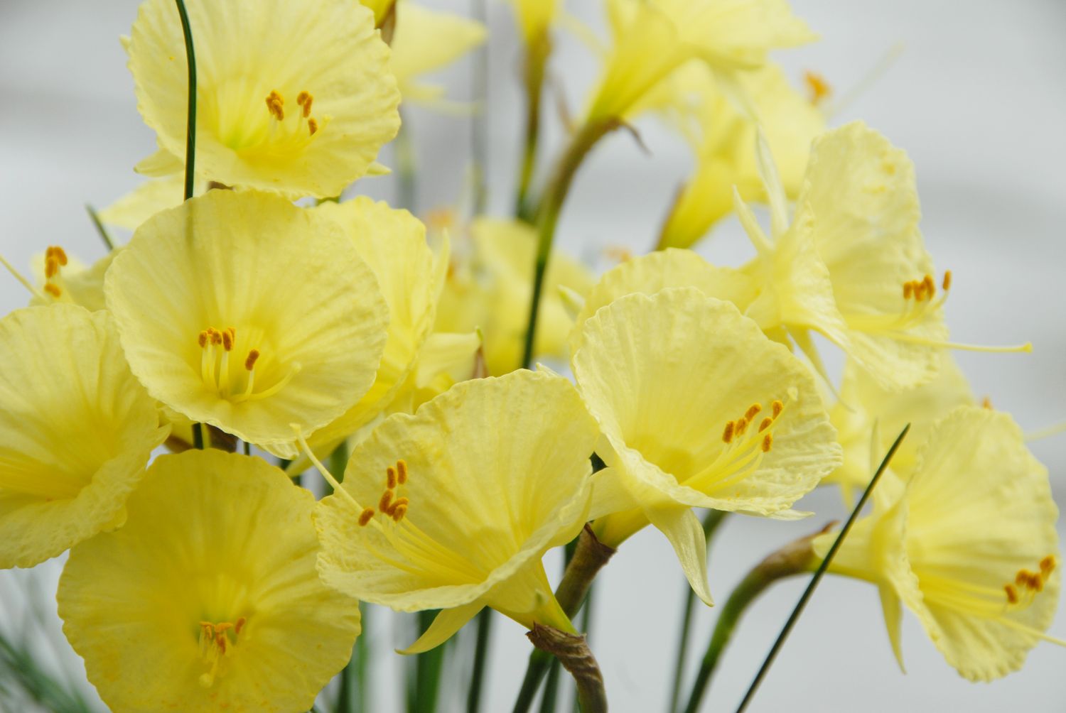Narcissus romieuxii (3)