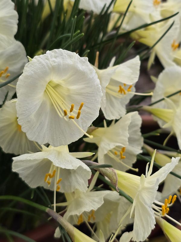 Narcissus romieuxii Treble Chance (3)
