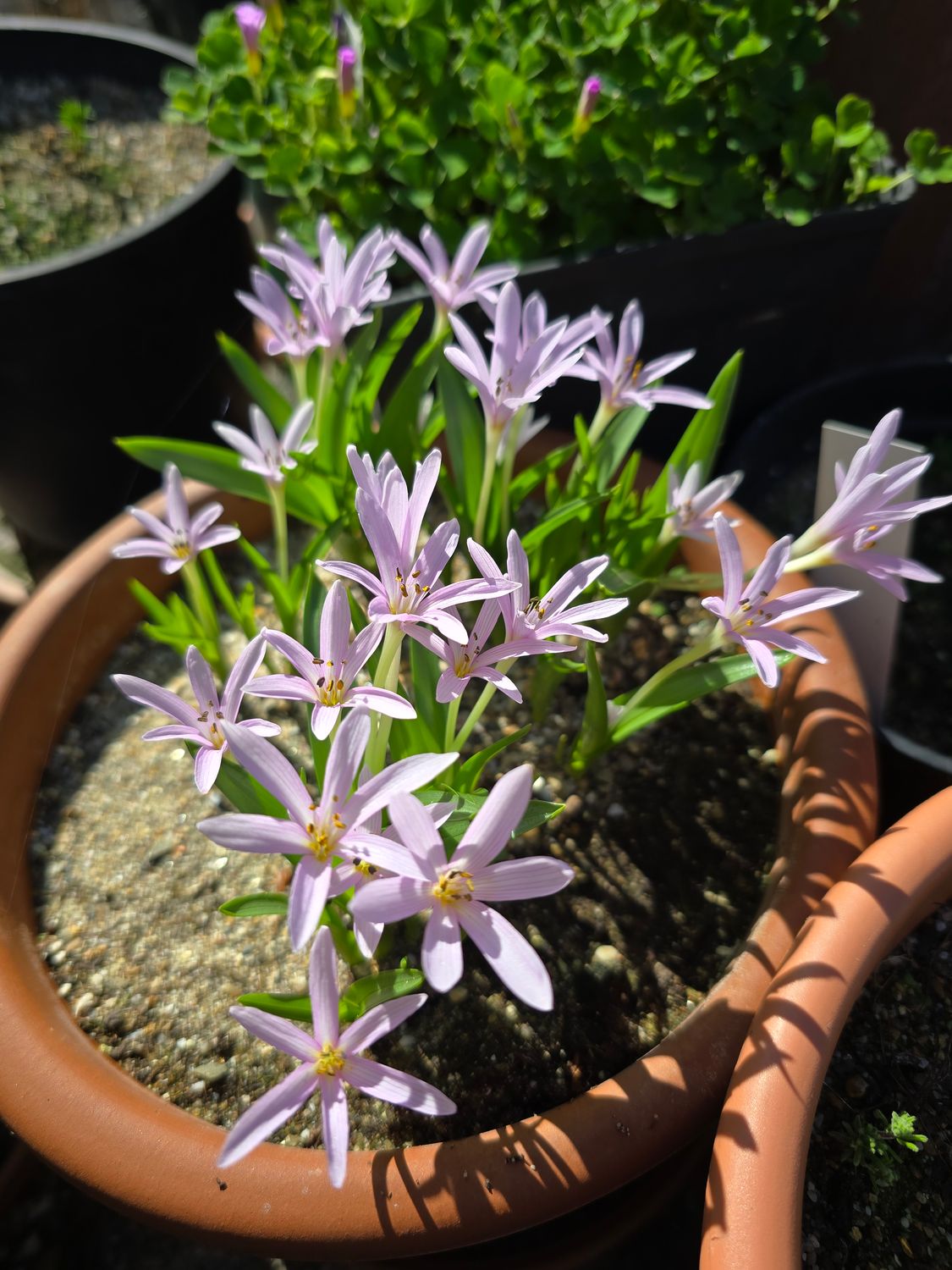 Colchicum Cousturieri