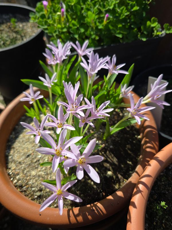 Colchicum Cousturieri