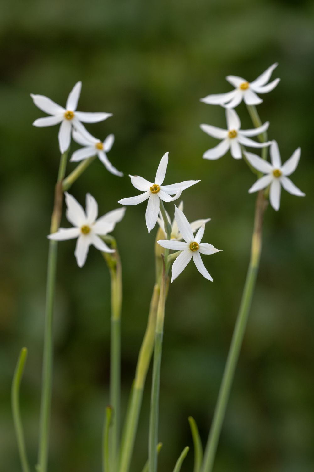 Narcissus elegans