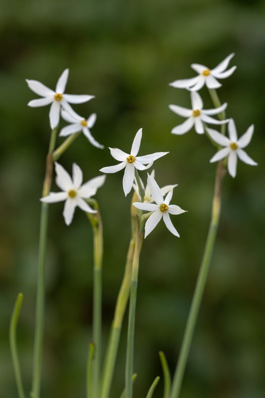 Narcissus elegans