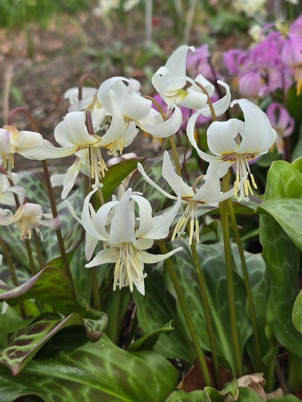 Erythronium White Beauty