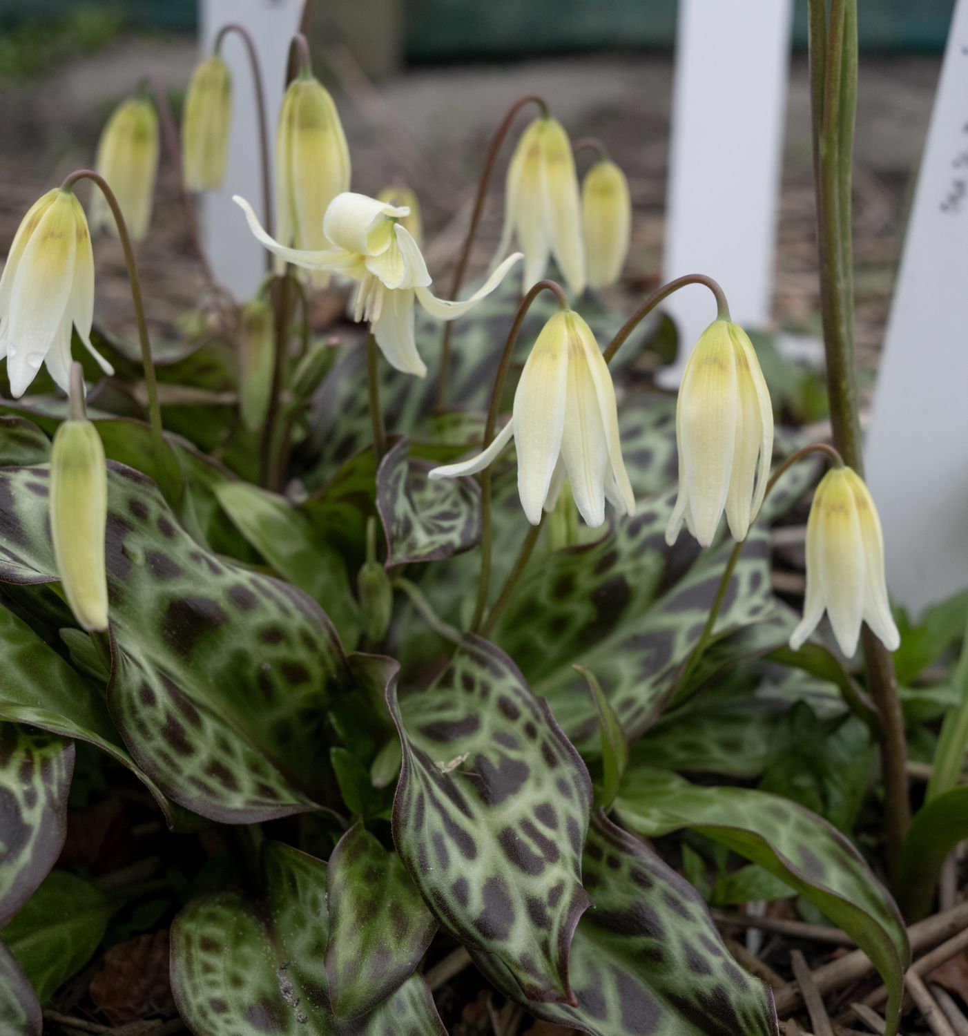 Erythronium Sheer Delight
