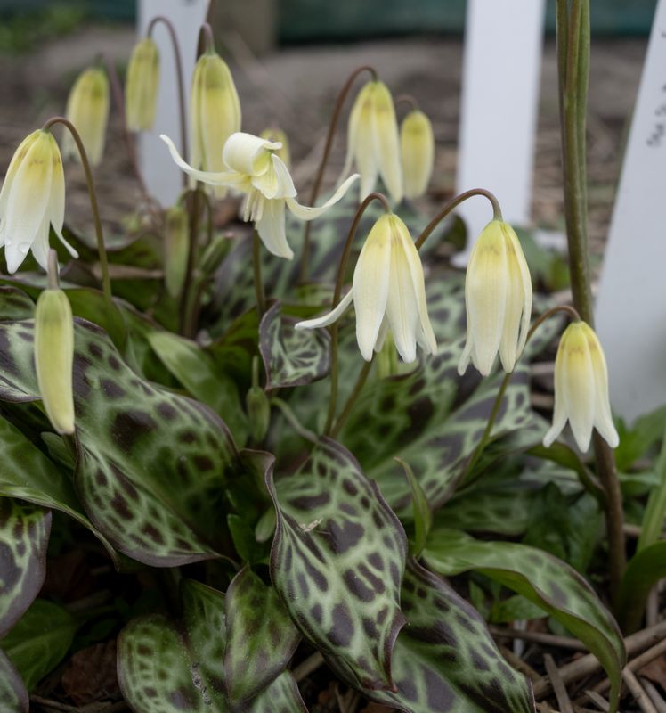 Erythronium Sheer Delight
